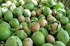 تولید و تکثیر نهال گردو پیوندی