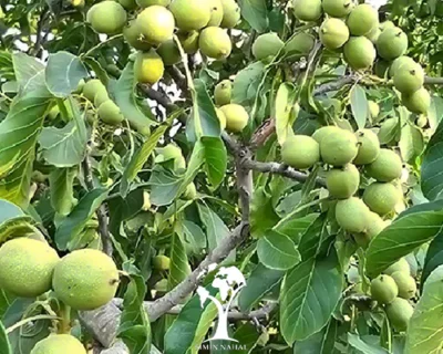 چشم‌انداز و شعار کاری